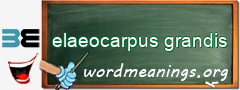 WordMeaning blackboard for elaeocarpus grandis